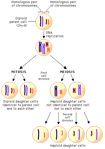 mitosis vs meiosis haploid diploid