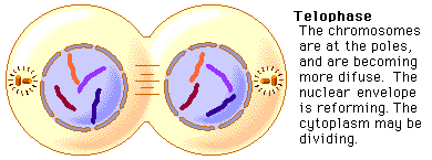 mitosis cytokinesis meiosis telophase telofase phases quizlet profase occurs reproduksi estudios biologa gentica secundaria identifying return abrir