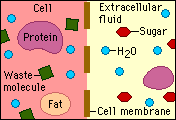 Animation of Concentration gradient in cell