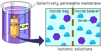 A beaker with isotonic solution