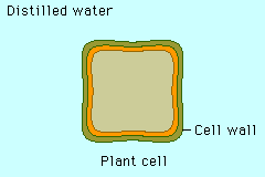 Water potential of plant cell