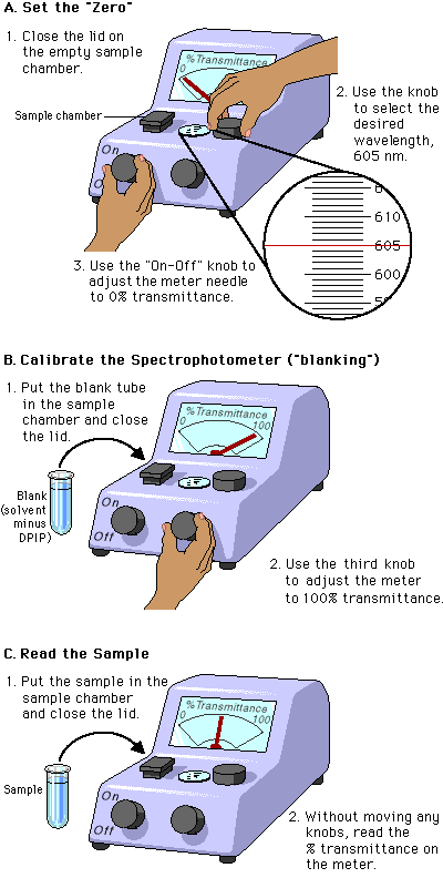 Operation of the Spectrophotometer
