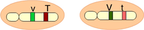  answer #4