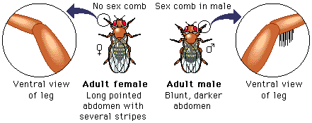 male and female flies