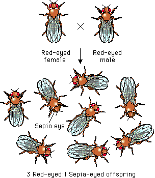 parent and offspring flies